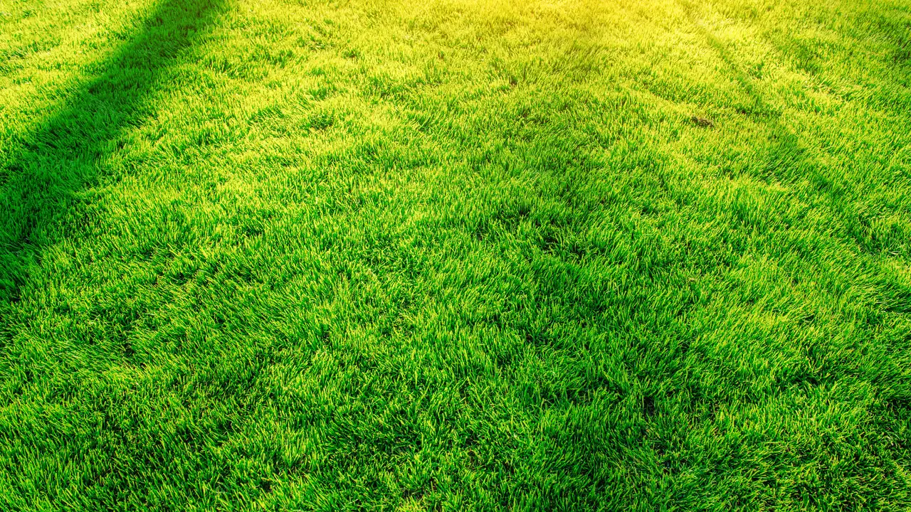 Lawn Fertilization