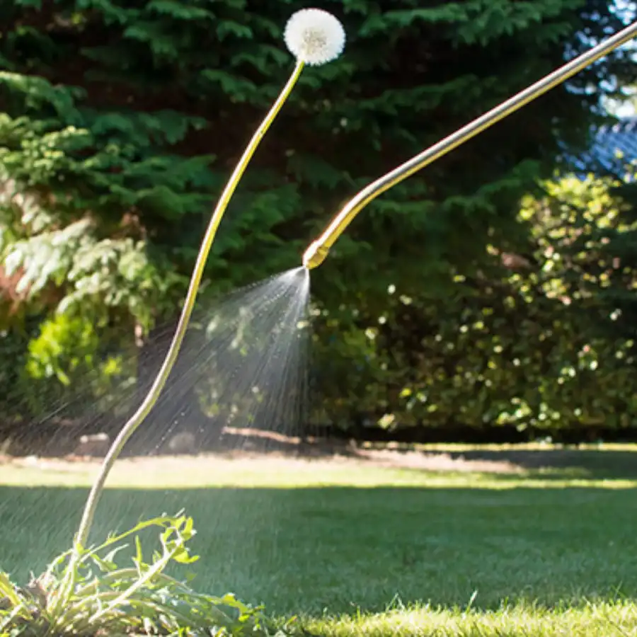 Lawn Weed Control