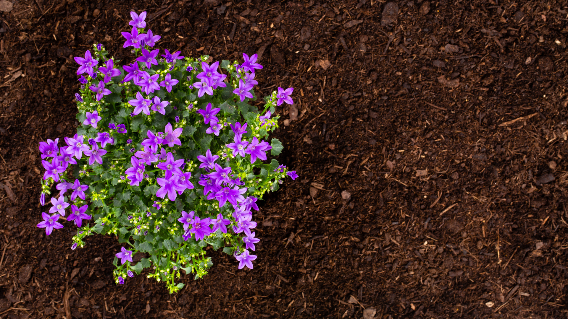 Mulch Installation For Flowerbeds